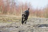 CANE CORSO 804